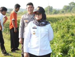 Hilangkan Konflik Gajah Manusia Bupati Lamtim Tinjau Tanggul Penyangga