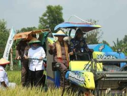 Bupati Lampung Timur, Ela Siti Nuryamah, menghadiri kegiatan Panen Raya Padi di Desa Binaan Kejaksaan Negeri Lampung Timur
